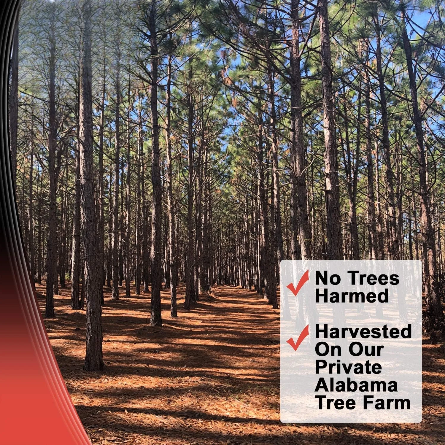 Longleaf Pine Straw Loose in Box for Landscaping - Non-Colored - Covers Up to 90 Square Feet