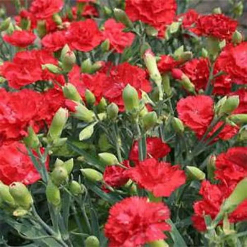 Outsidepride Biennial Scarlet Carnation Flower Seeds for Full Sun - 2000 Seeds