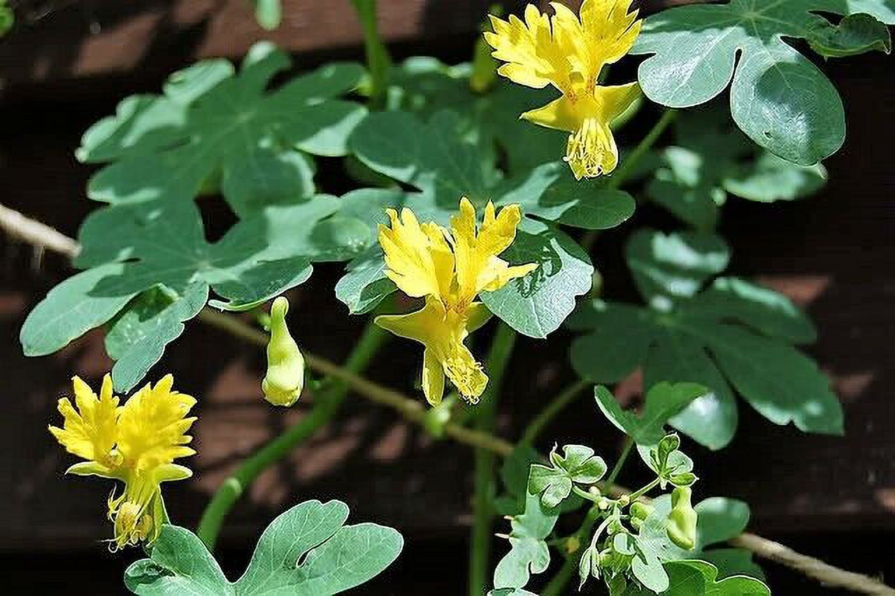 10 CANARY CREEPER NASTURTIUM Vine Tropaeolum Peregrinum Yellow Bird Flower Seeds