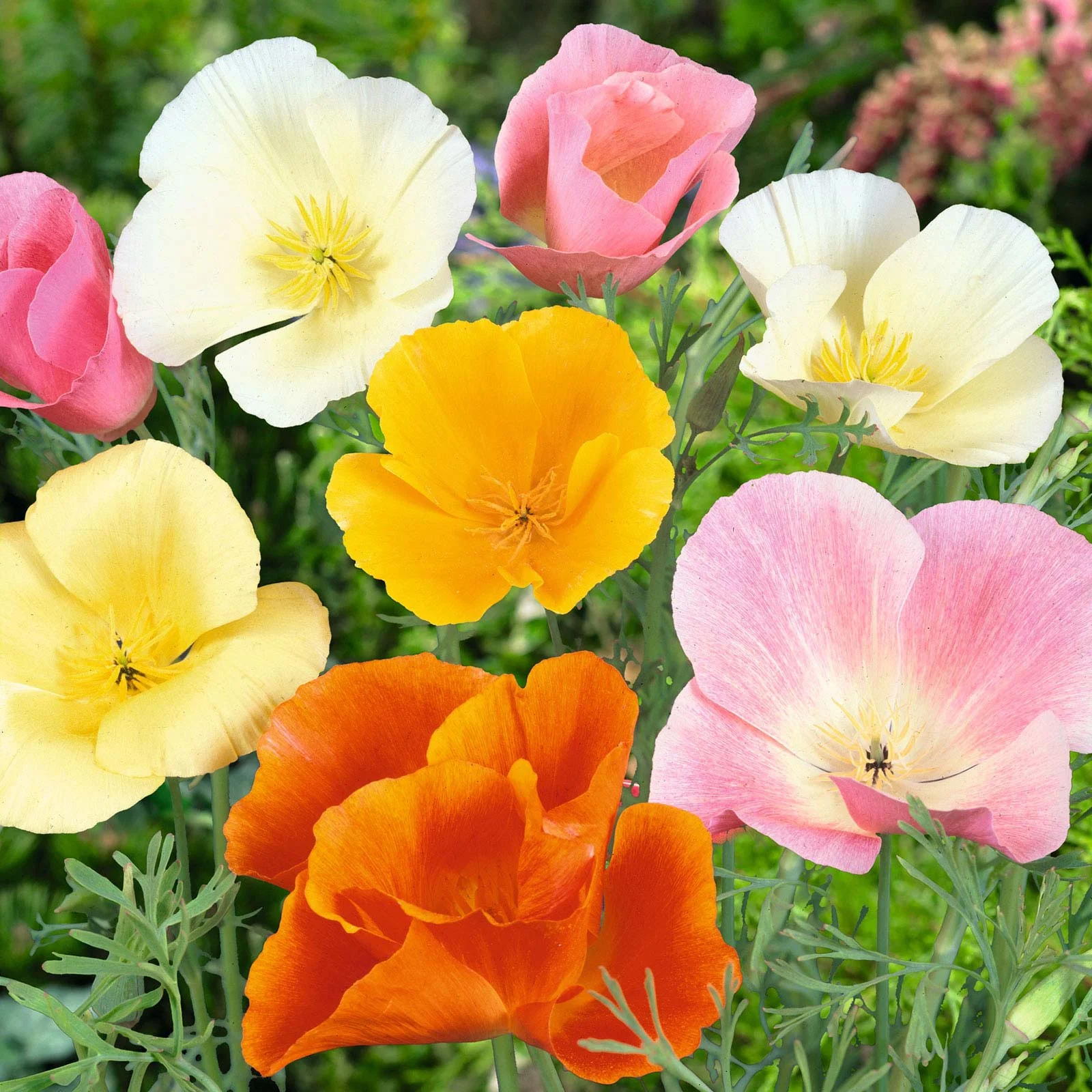 California Poppy Seeds (Organic) - Mixed Colors - Packet - Mixed Flower Seeds,  Open Pollinated Seed  Attracts Bees, Attracts Butterflies, Attracts Pollinators, Easy to Grow & Maintain, Container