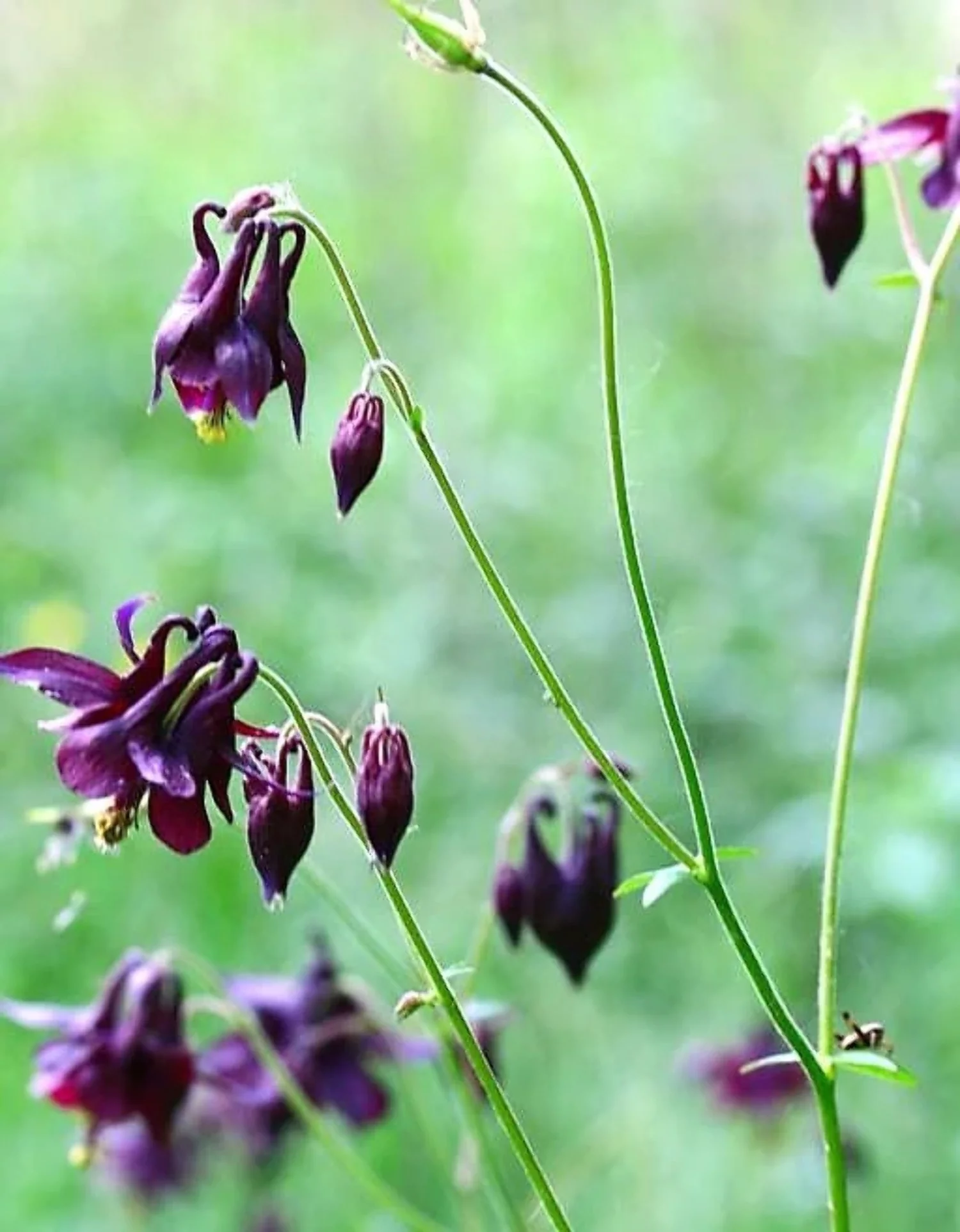 20 BLACK COLUMBINE Dark Columbine Aquilegia Atrata Deep Purple Flower Seeds