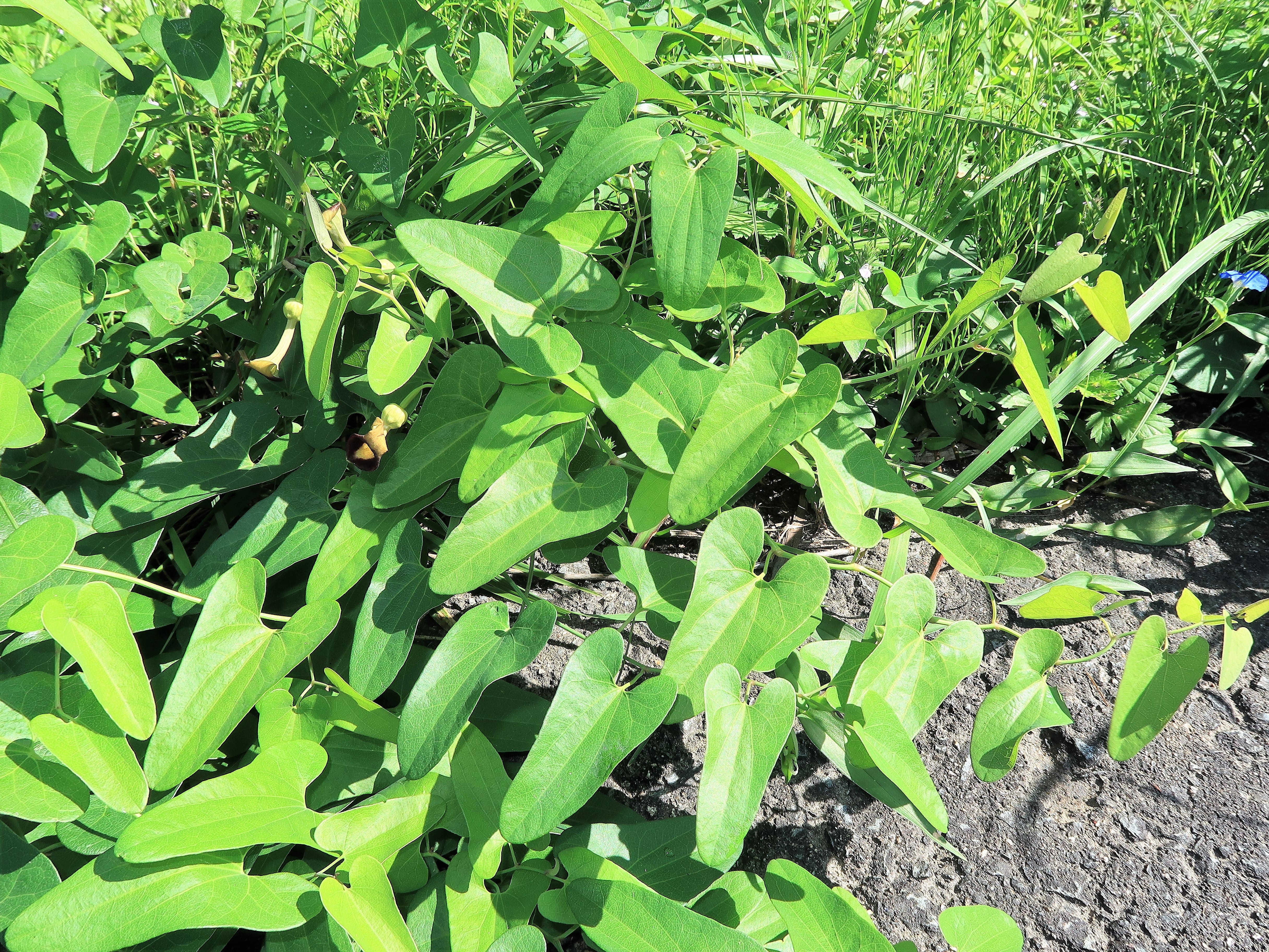 20 SLENDER DUTCHMAN'S PIPE Pipevine Aristolochia Debilis Deep Purple Flower Herb Vine Seeds
