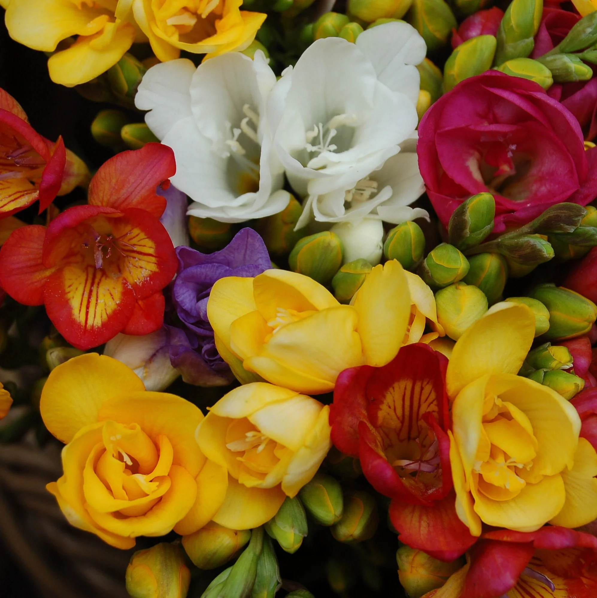 Single Mix Freesia (15 Bulbs) - Flourishing Venture