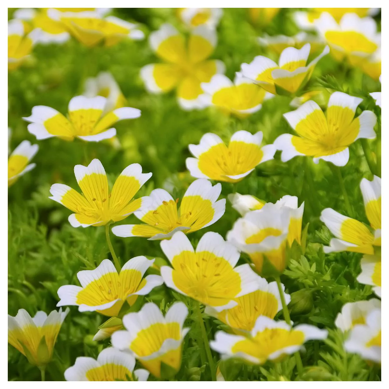 Everwilde Farms - 100 Poached Egg Plant Native Wildflower Seeds - Gold Vault Jumbo Bulk Seed Packet