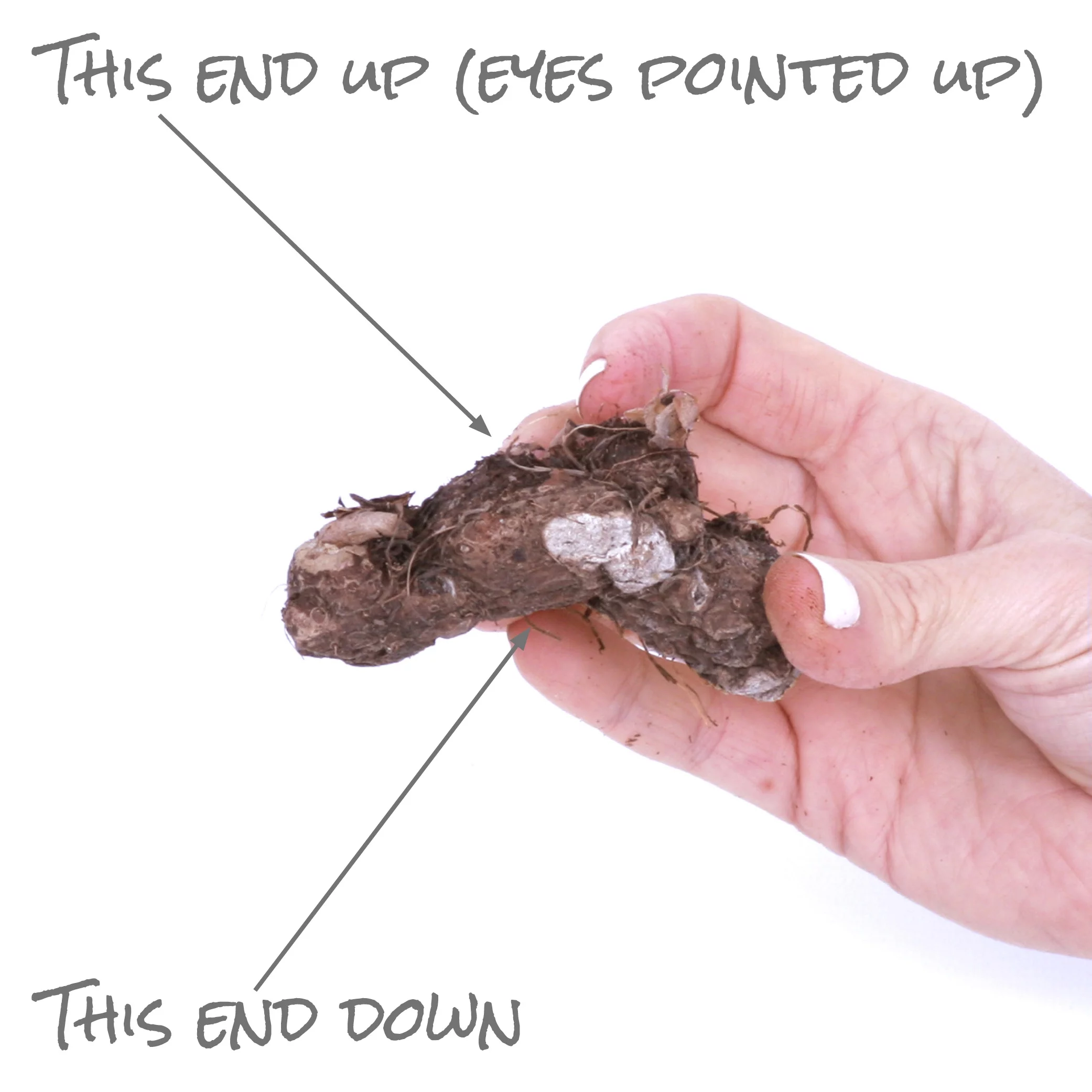 Van Zyverden Caladiums Plant Bulbs (6 Count)