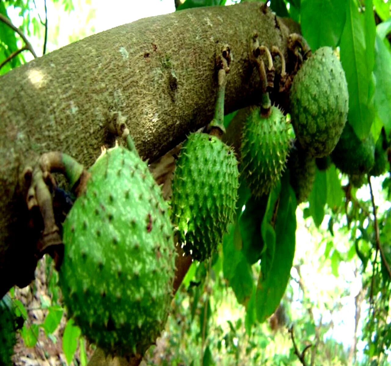 SOURSOP FRUIT TREE SEEDS Annona muricata Graviola Tropical RARE Brazilian Pawpaw, 10 SEEDS