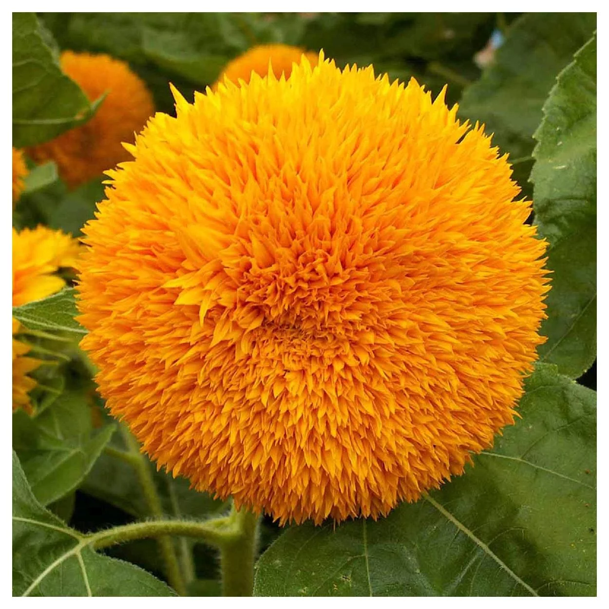 Everwilde Farms - 100 Dwarf Sungold Sunflower Garden Flower Seeds - Gold Vault Jumbo Bulk Seed Packet