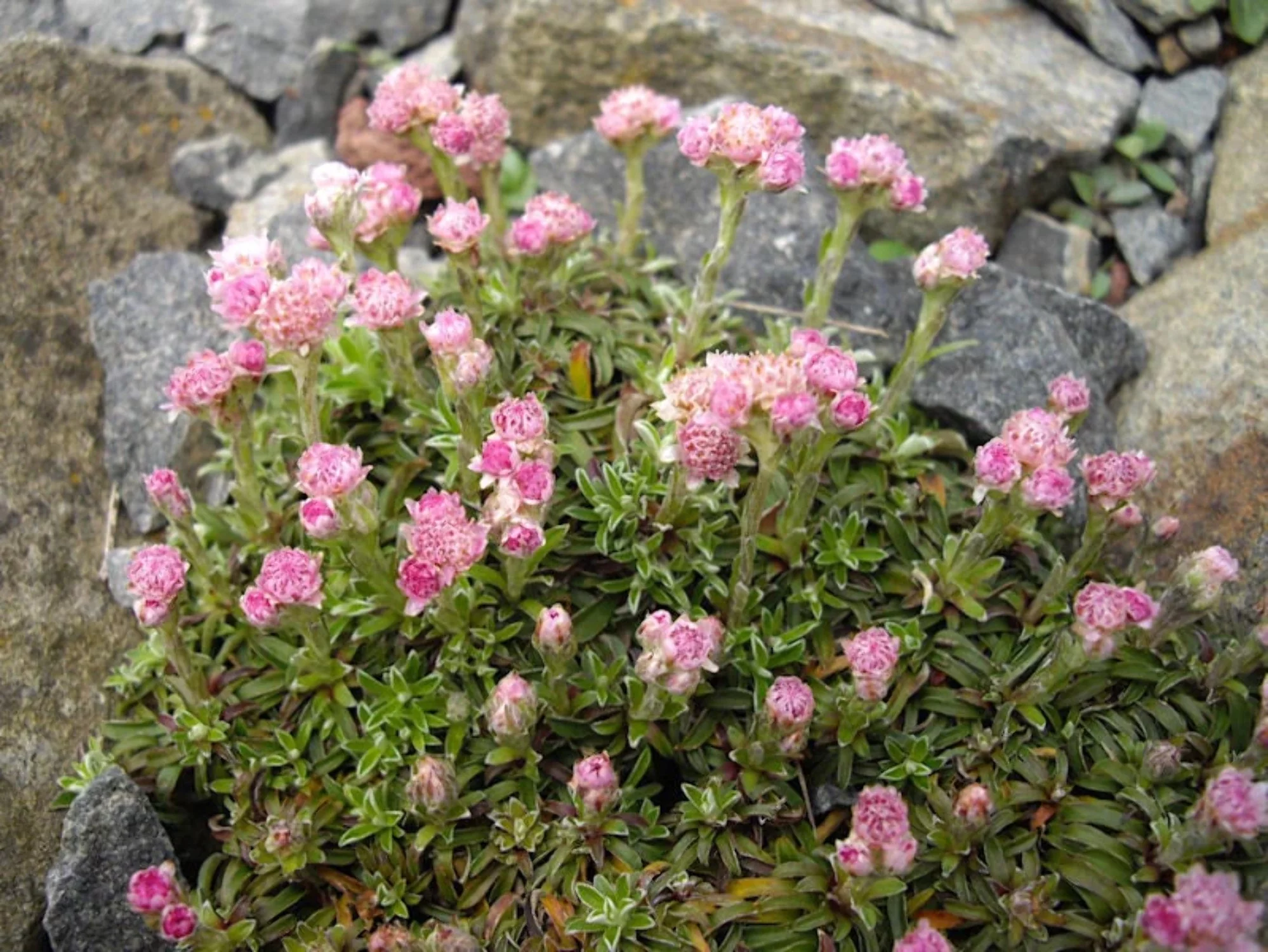 20 RED PUSSYTOES Pink RedTinted Antennaria Dioica Rubra Everlasting Flower Seeds