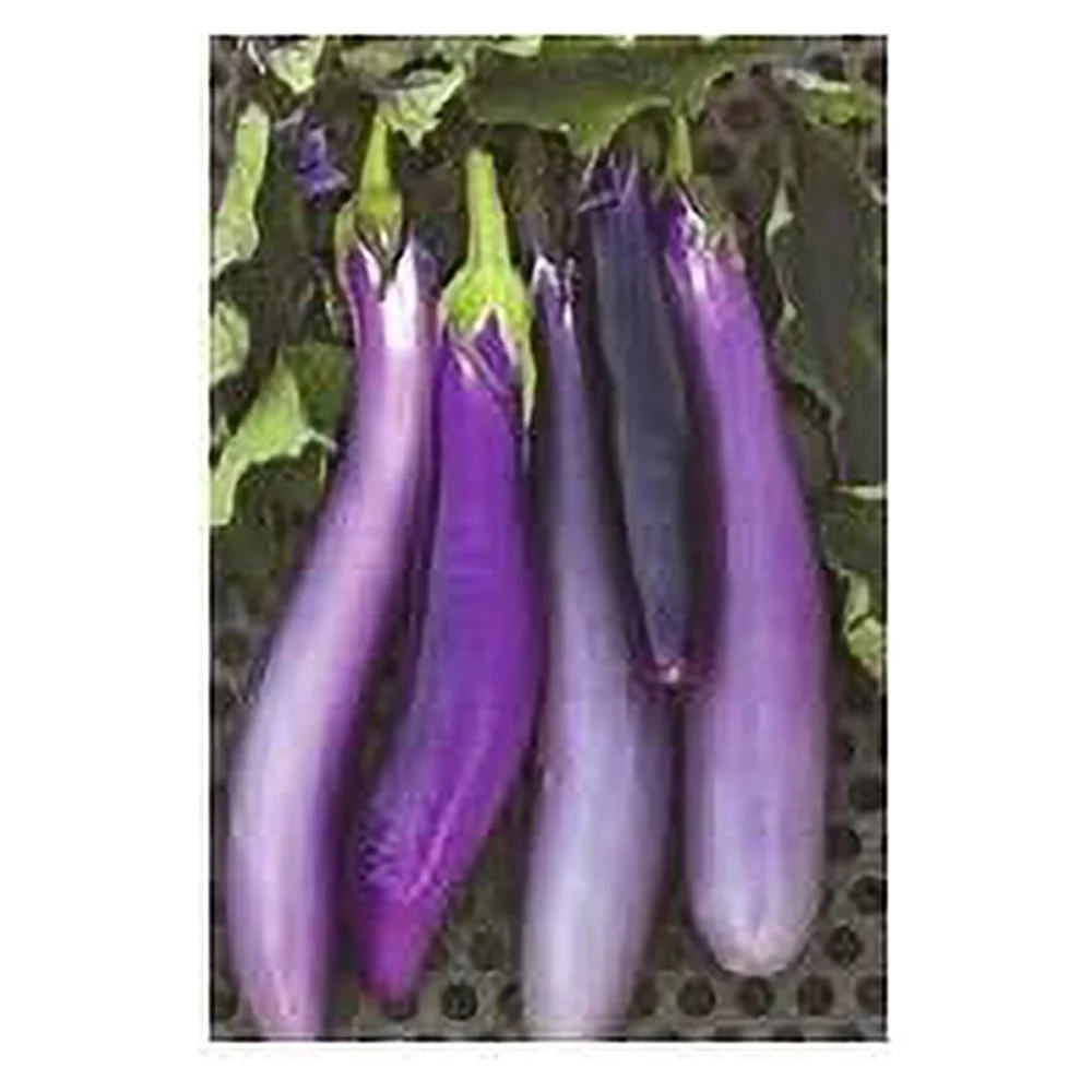 Eggplant Long Purple Great Heirloom Vegetable Seeds By Seed Kingdom 400 Seeds