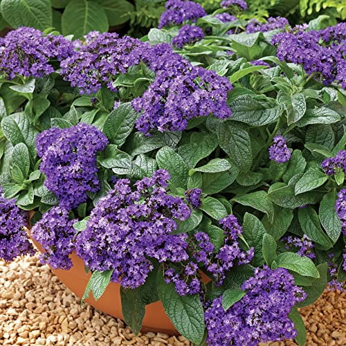CHUXAY GARDEN Heliotropium Arborescens-Garden Heliotrope,Cherry Pie,Common Heliotrope 50 Seeds Temperate Nature Fragrance Flowering Plants Decorative Garden Easy Care