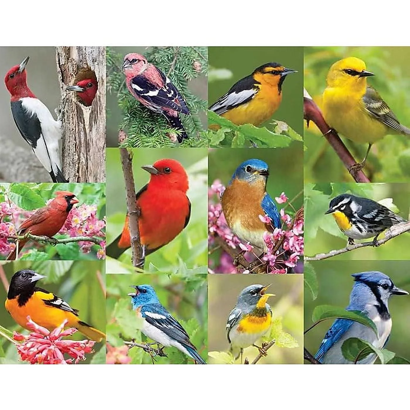 Springbok Birds of a Feather 36-Piece Jigsaw Puzzle