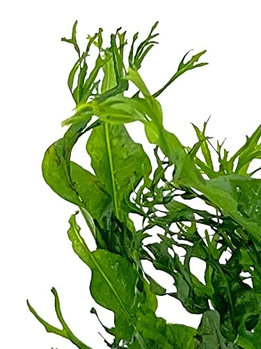 Mini Java Fern Windelov on Driftwood (2-3 Inches)