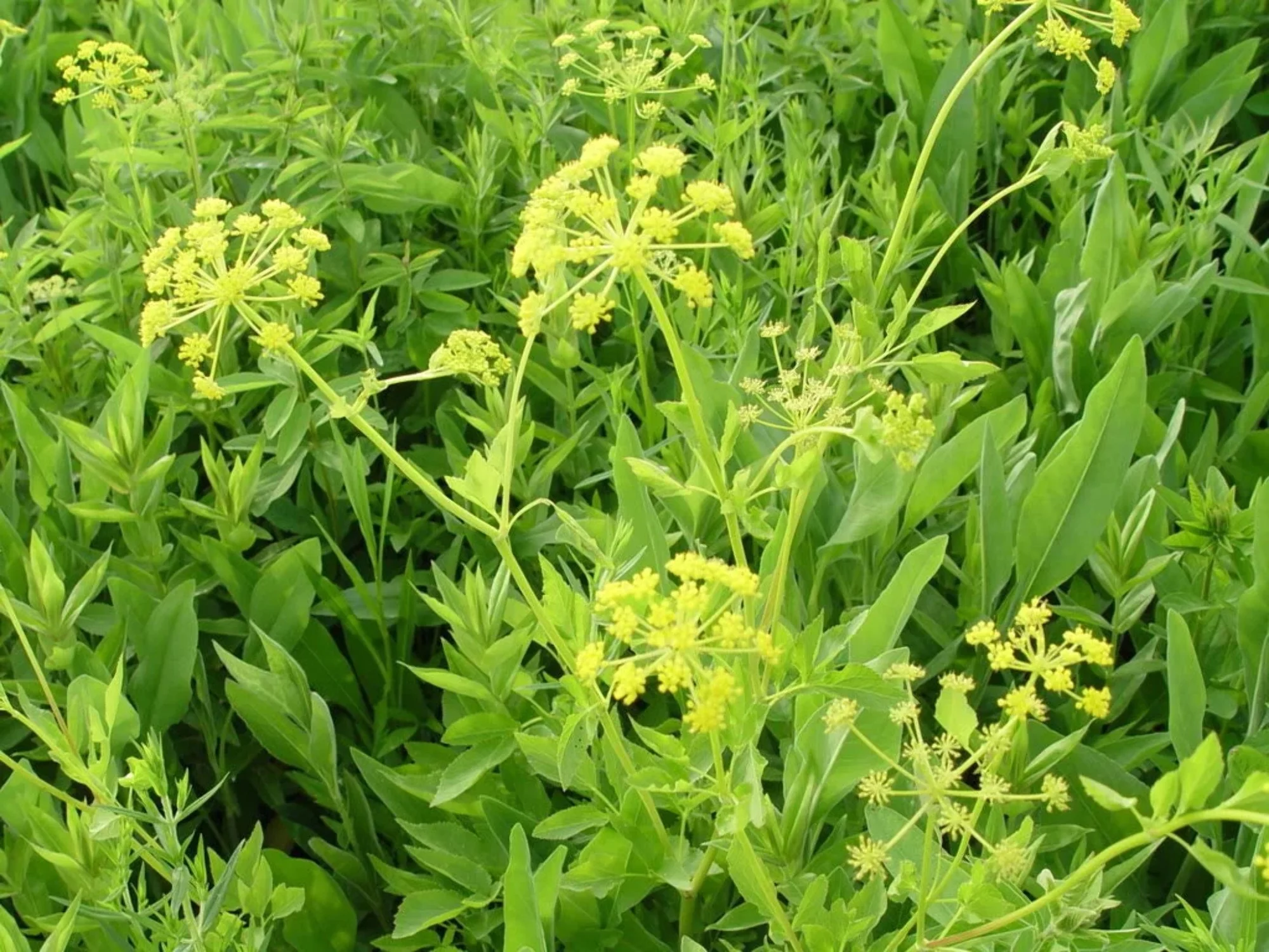 150 GOLDEN ALEXANDER (Golden Zizia / Meadow Zizia) Zizia Aurea Flower Seeds
