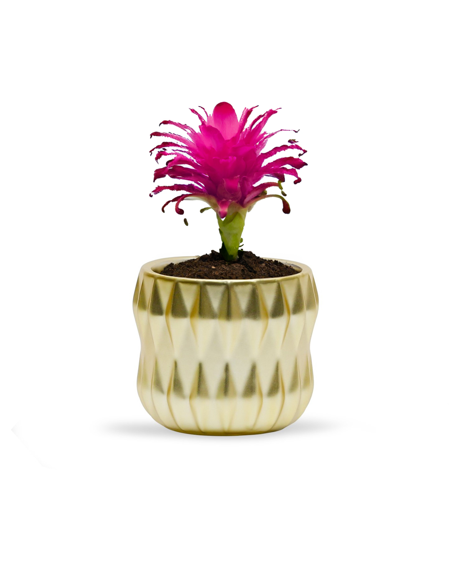 WGV Small Unique Gold Ceramic Pot- 4.5