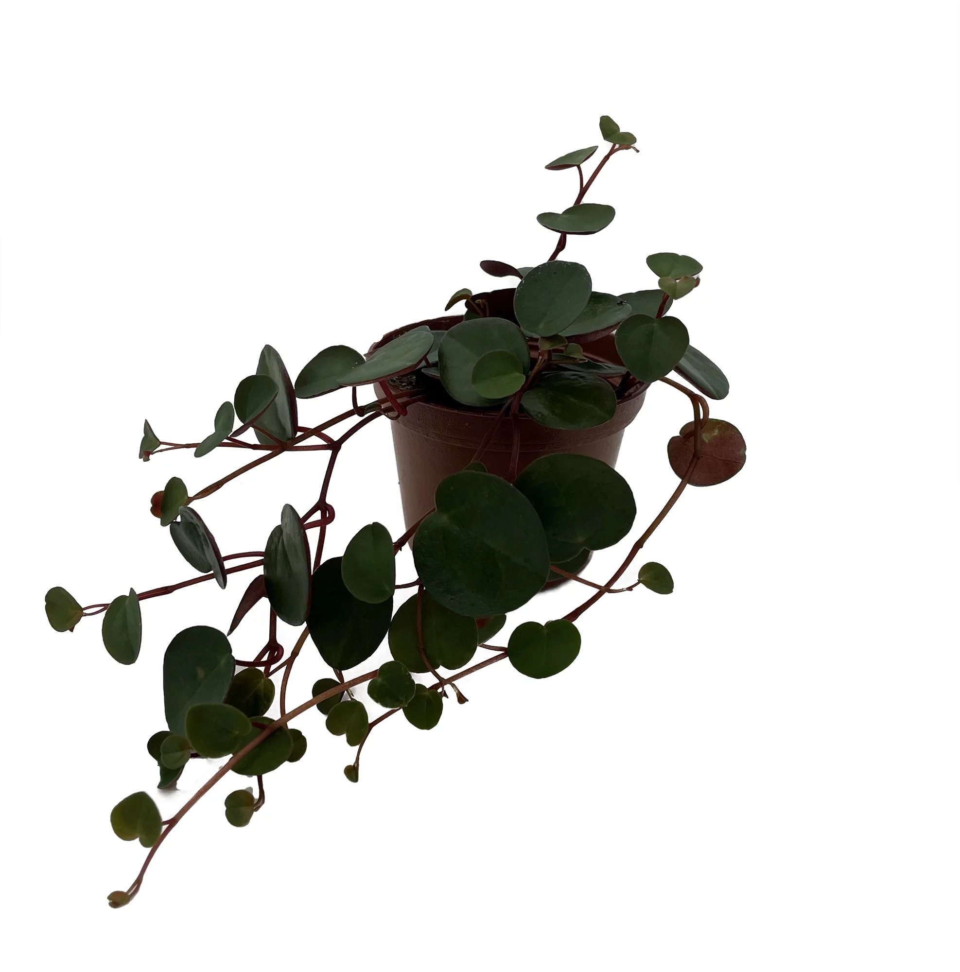 Big Leaf Ruby Cascade Peperomia - 2.5