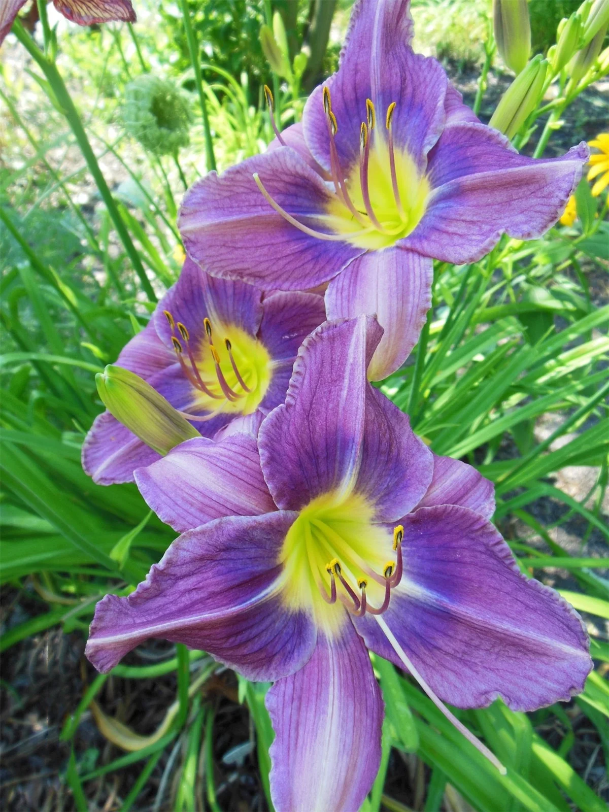 Daylily Bulbs,  Daylilies ,Flower Pots,Daylily,Daylily Bulbs Reblooming, Wild Daylilies,Daylily Plant, Daylily Bulbs For Sale