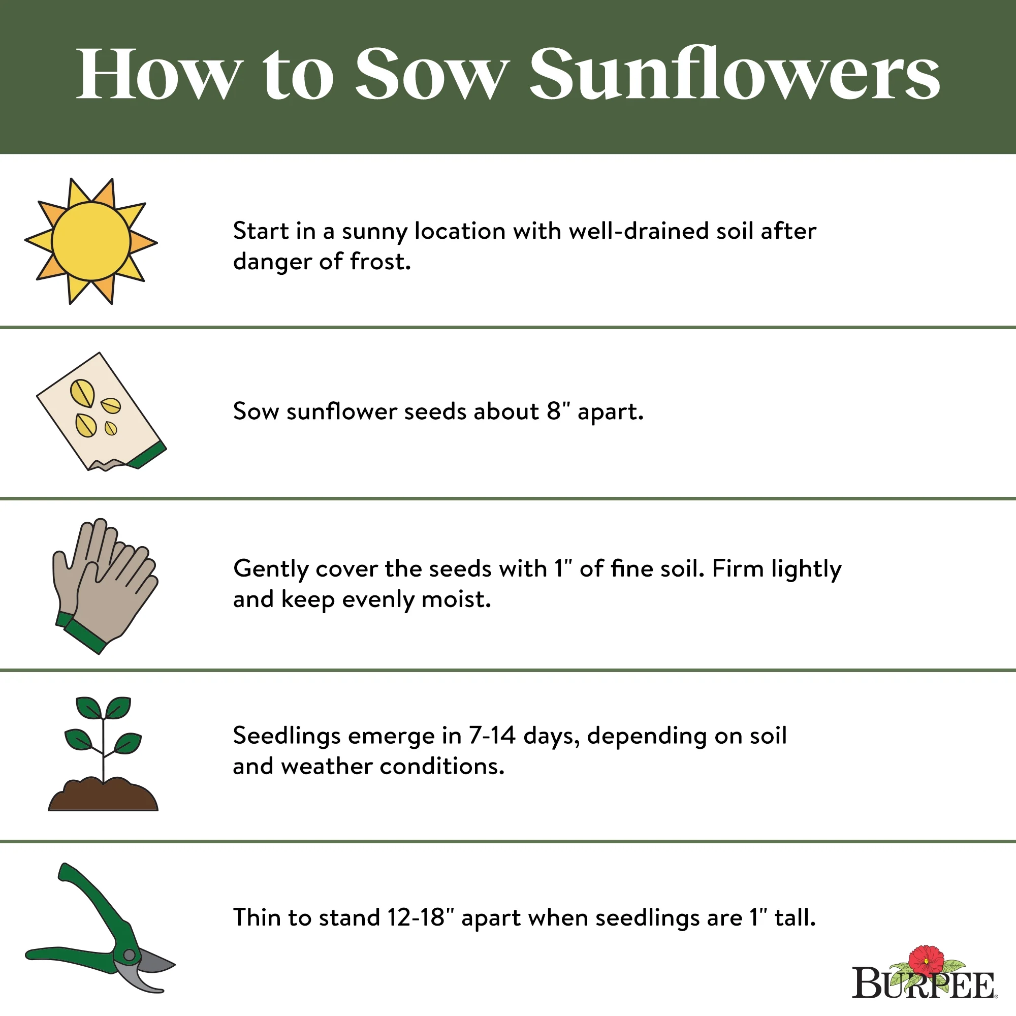 Burpee Busy Bee Sunflower Flower Seed, 1-Pack