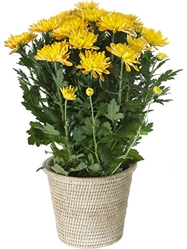 La Jolla Handwoven Rattan Planter/Cachepot, Dia 8.5 x 8.5 x 7 inch, White Wash