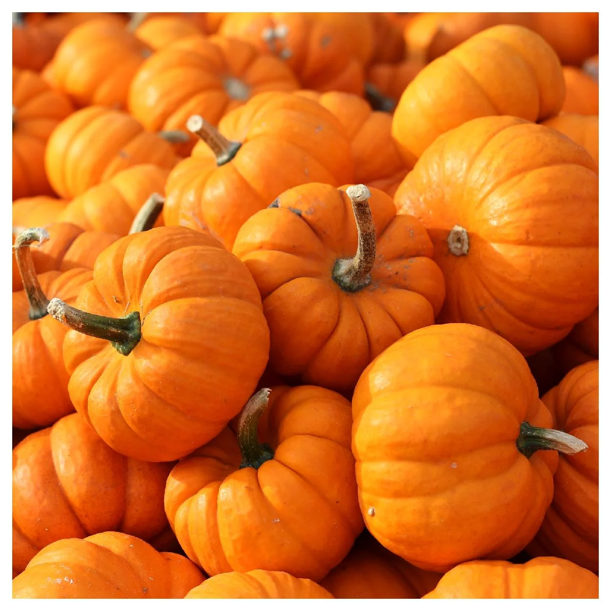 Everwilde Farms - 20 Jack Be Little Pumpkin Seeds - Gold Vault Jumbo Bulk Seed Packet