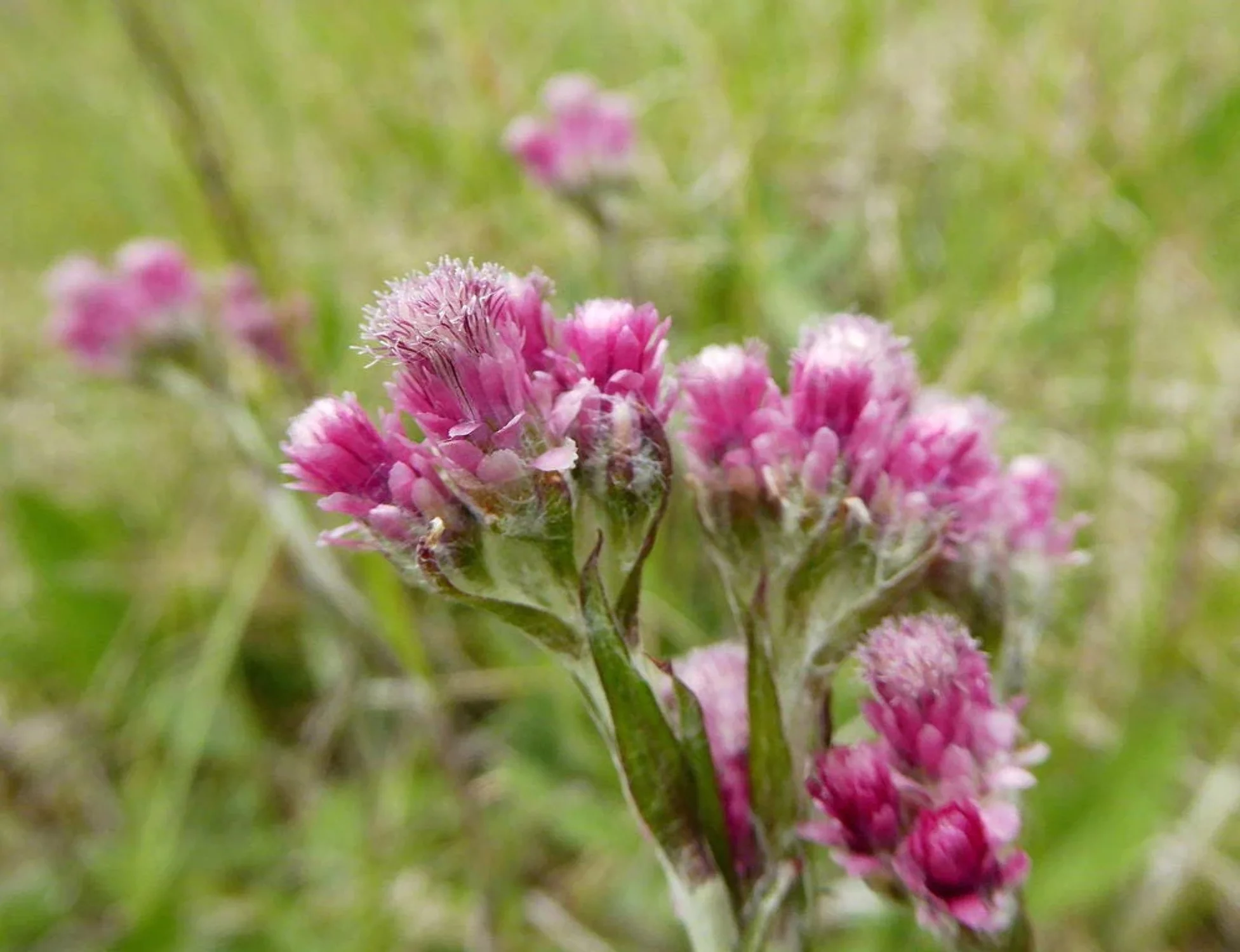 20 RED PUSSYTOES Pink RedTinted Antennaria Dioica Rubra Everlasting Flower Seeds