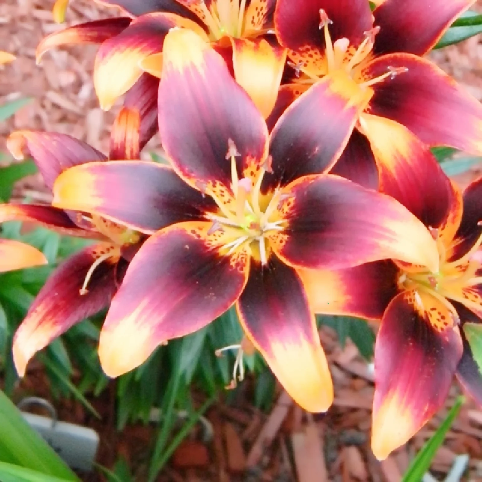Lily Asiatic Lilium Bulbs,Mixed Lilies,Lily Bulbs for Planting Now,Lily Bulbs,Colourful Collection,Flowering Bulbs