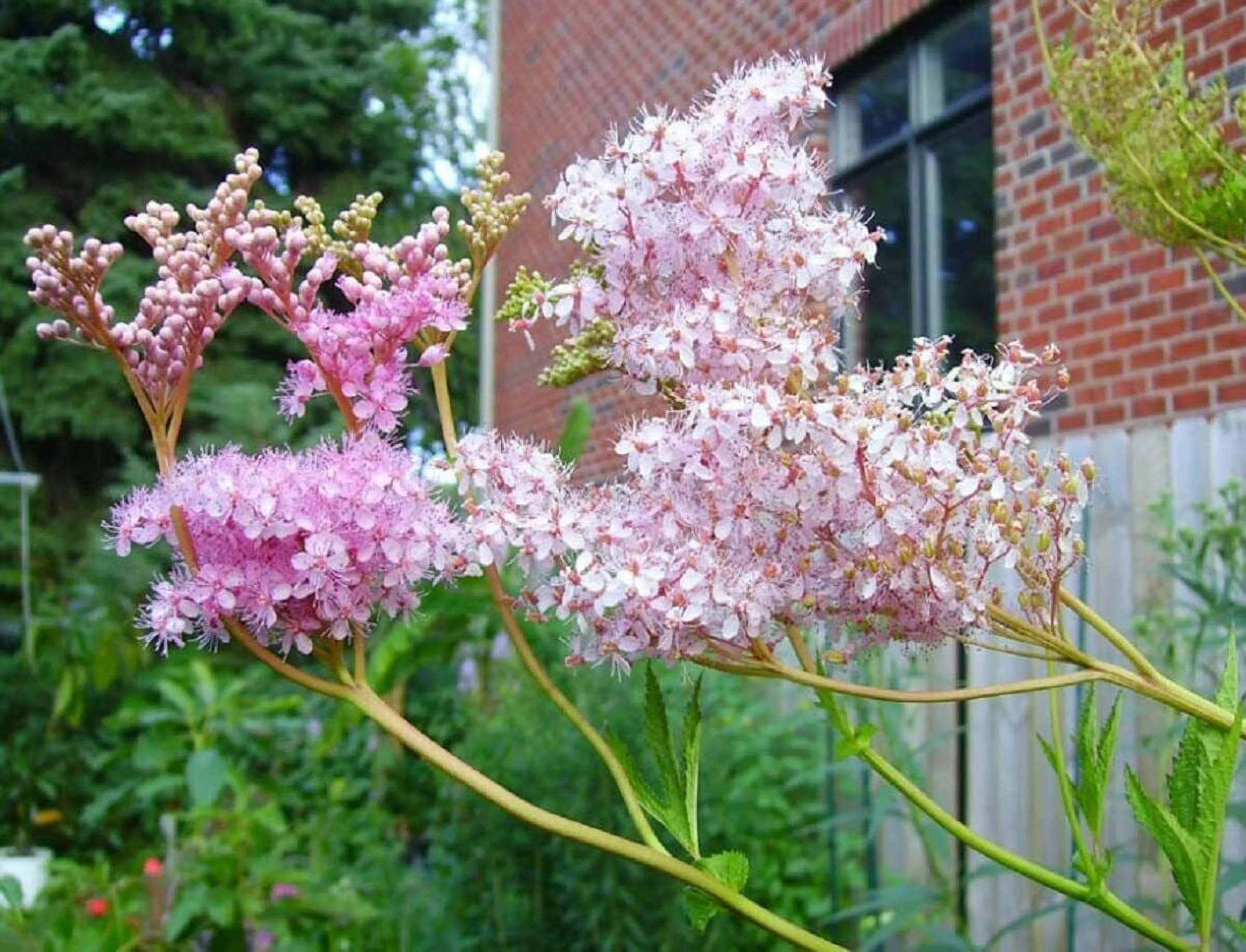 15 Rare Queen of The Prairie Seeds to Grow Filipendula rubra Made in USA