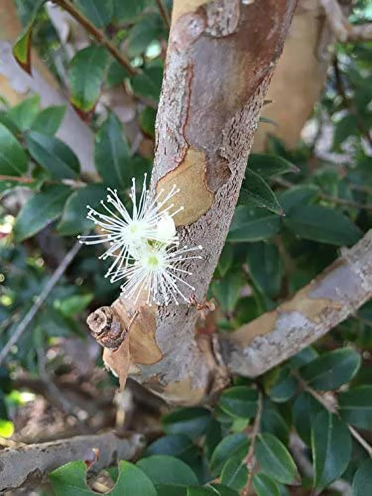 Jaboticaba Myrciaria Cauliflora Sabara Brazilian Grape Seedling Plant Potted Fruit Tree Jabuticaba