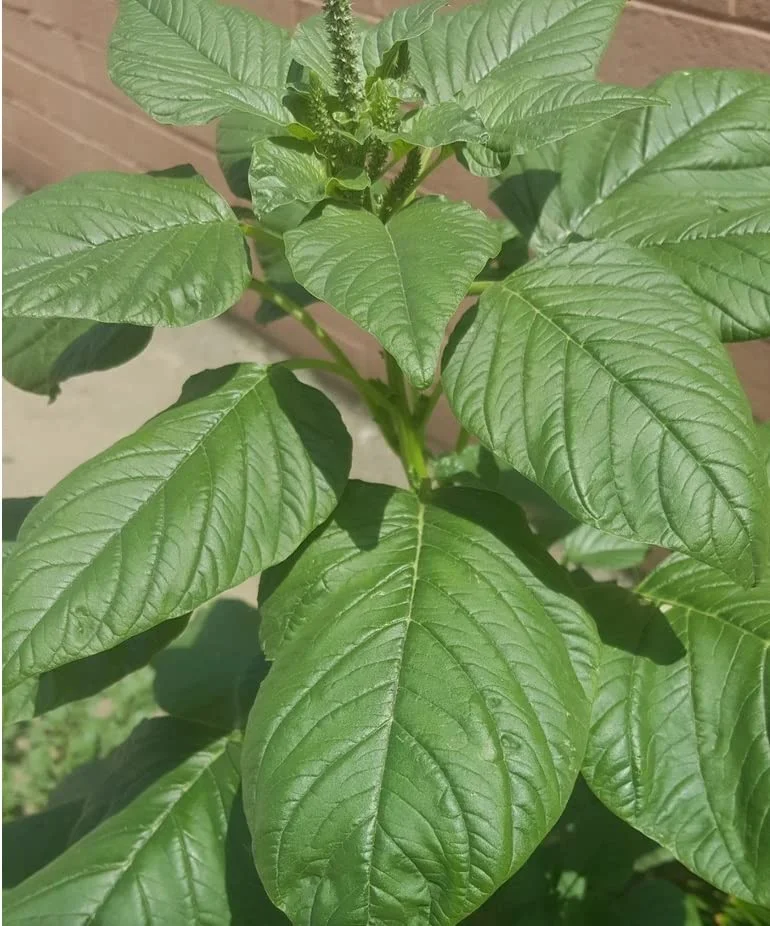 Mexican Seed quelite ( Amarantus spinusus)