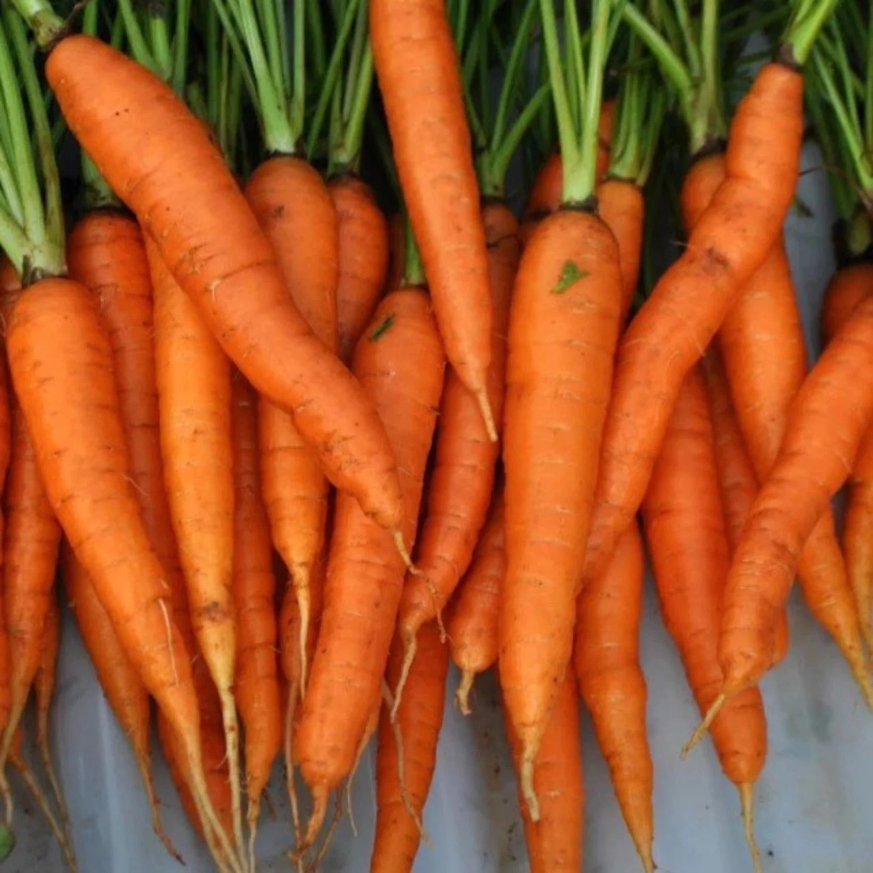 PAPAW'S GARDEN SUPPLY LLC. HELPING THE NEXT GENERATION GROW! Tendersweet Carrot 2000 Seeds