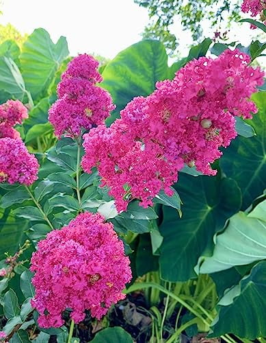 4 Pack - Tuscarora Pink Flowering Crape Myrtle Trees - Quart Pot - Approx. 6-12 inches Tall