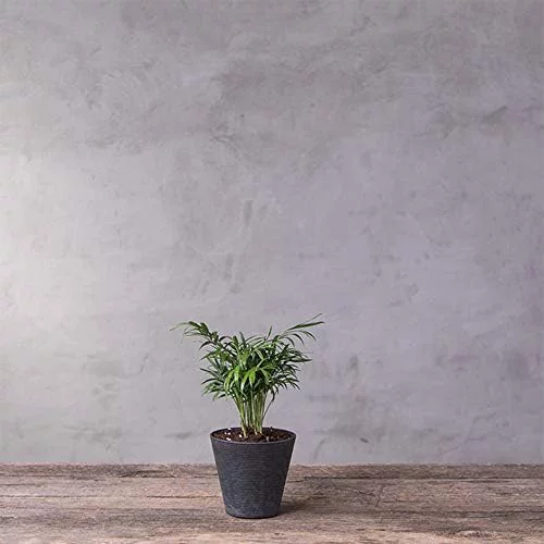 34068 Cali Round Planter, 6-Inch, Black