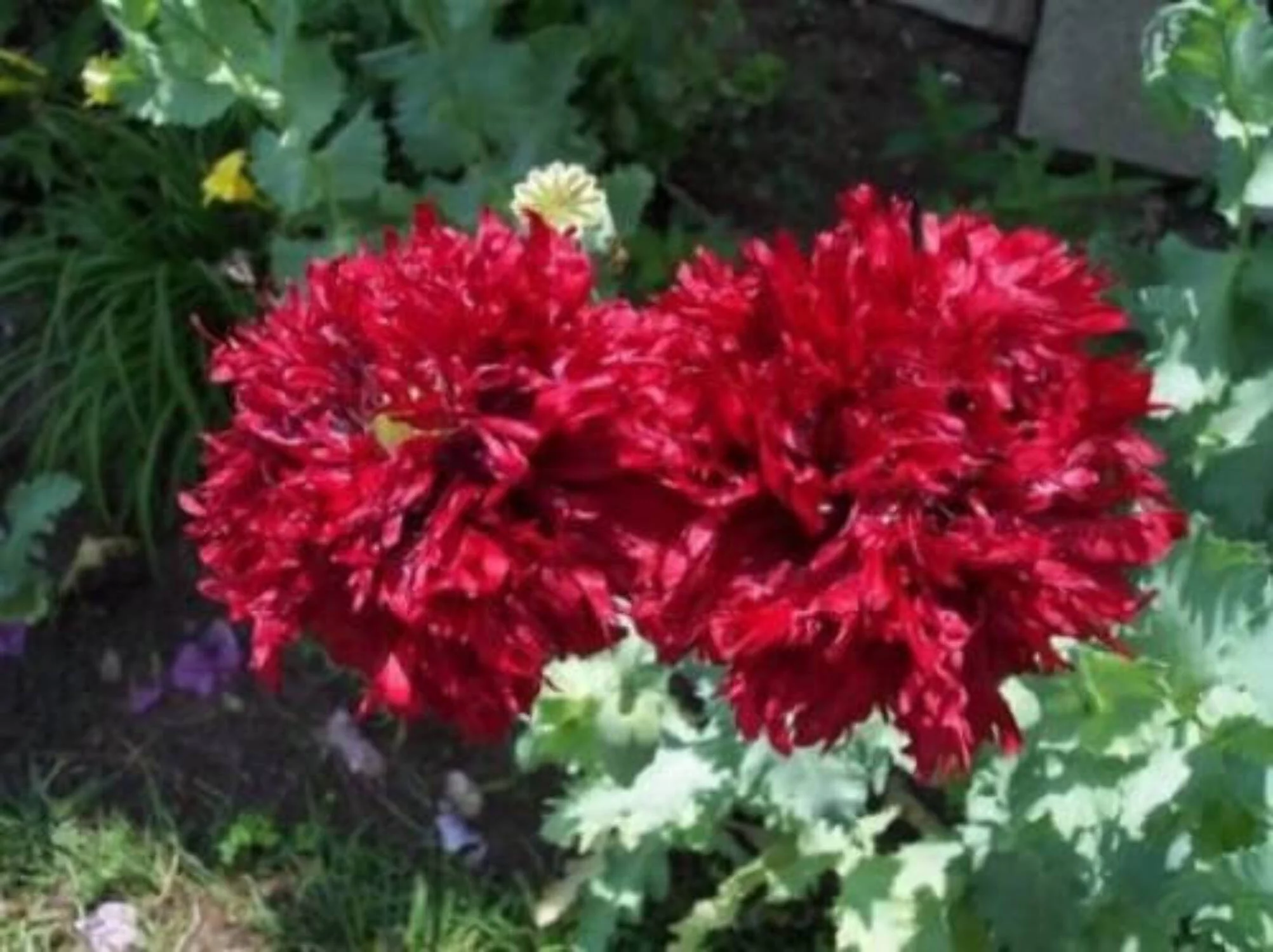 100 Seeds Giant Double RED PEONY POPPY Papaver Peoniflorum Flower Seeds