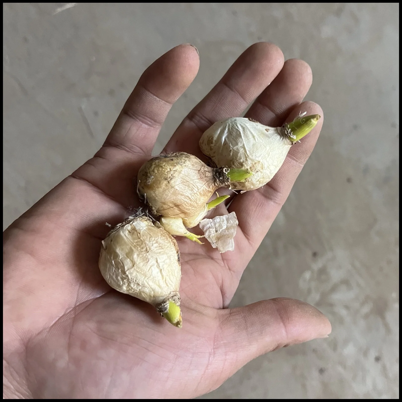 Hyacinth Bulbs For Planting,Beautify Environment,Iridescent,Hyacinth Bulbs,Hyacinth Muscari Bulbs,Hyacinth Flowers,Hyacinth Plants,Hyacinth Bulbs For Sale.