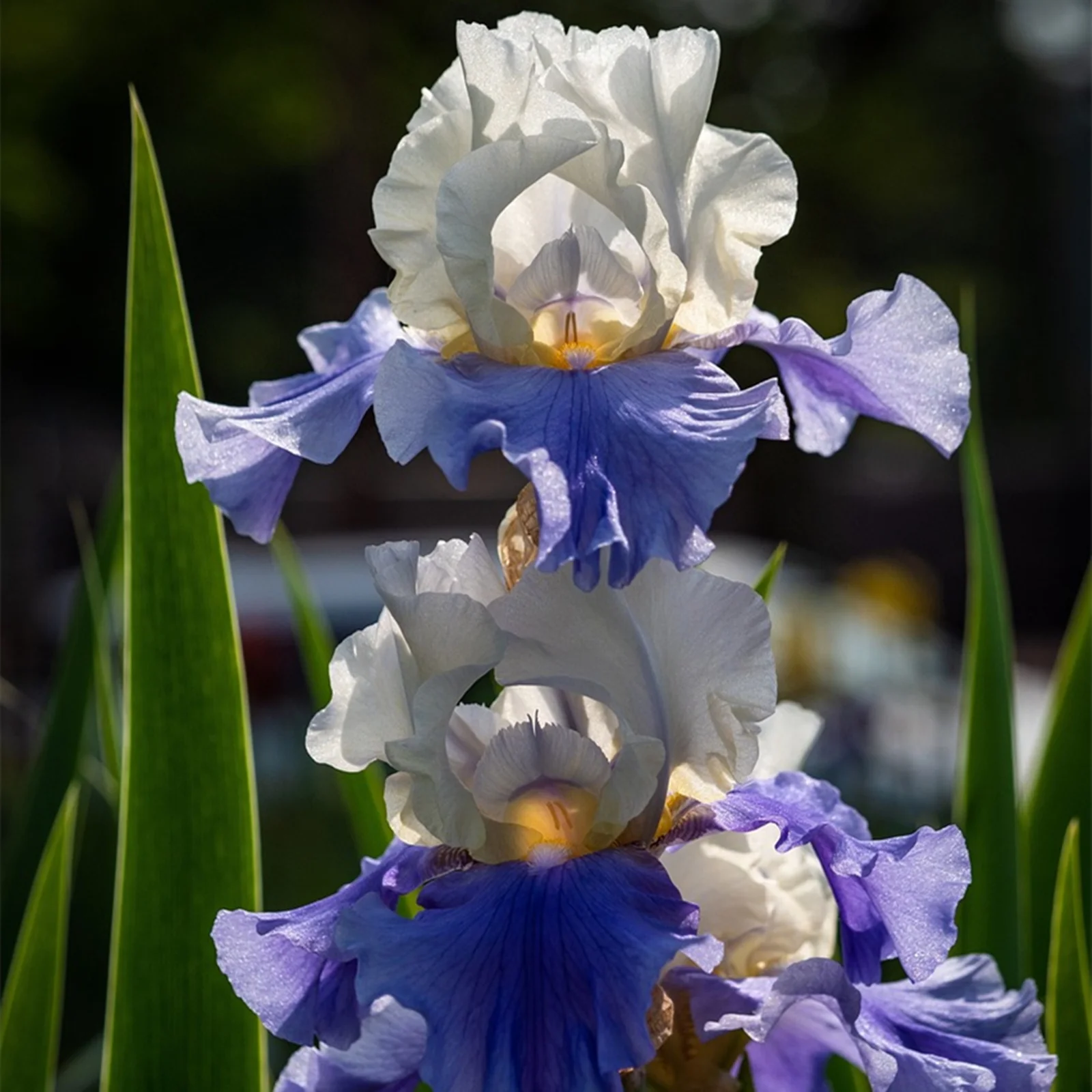 Iris Bulbs, Iris Plants Bulbs, Bearded Iris Bulbs For Planting, Good Drainage To Promote Vigorous Growth, Iris Is Cold-Resistant,Has Strong Rhizomes.Simply Beautiful Flowering Perennial,Is Drought,