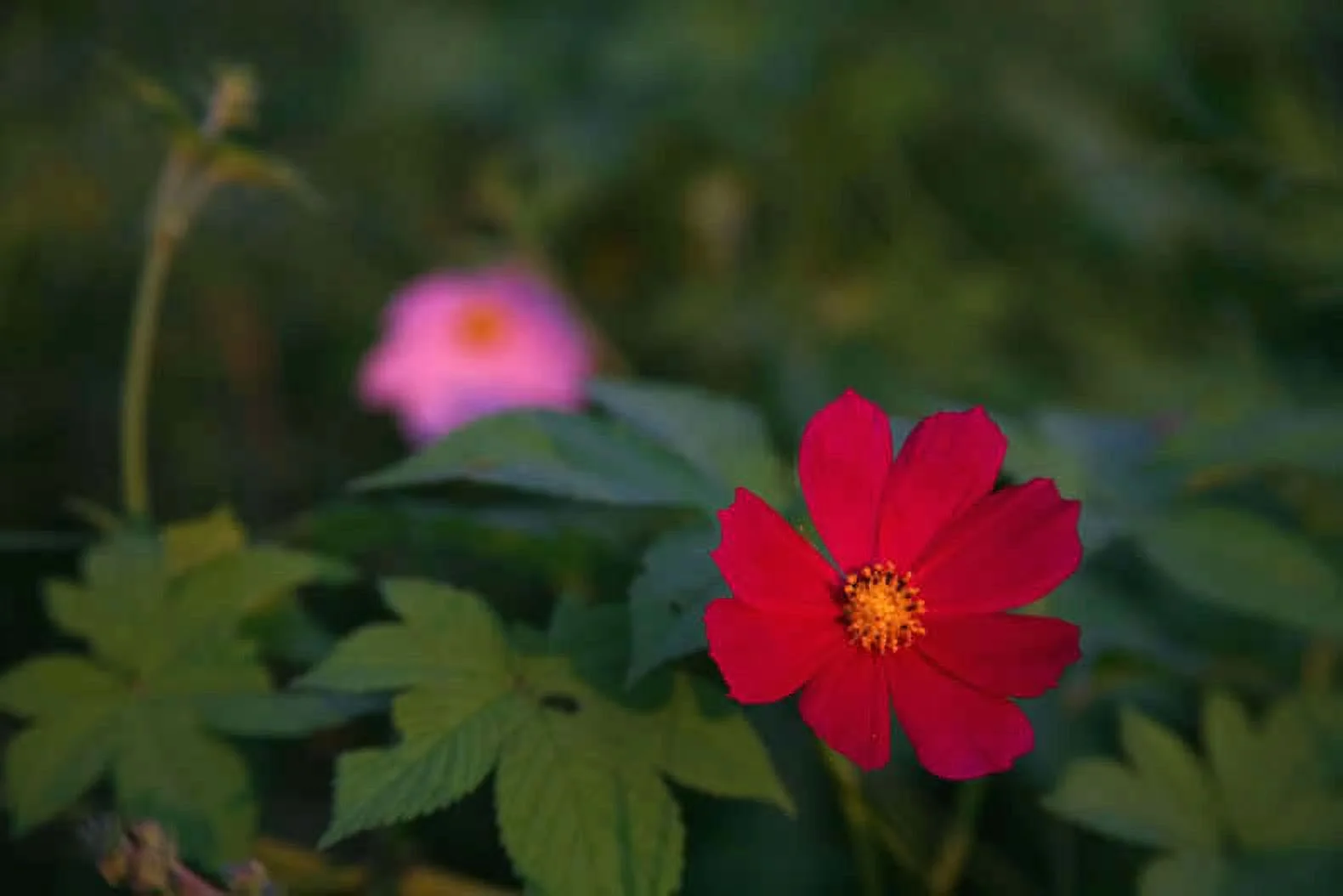 300 Wine Red TETRA VERSAILLES COSMOS Bipinnatus Hummingbird Flower Seeds
