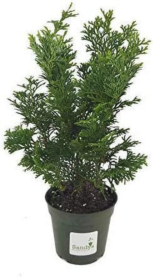 Dwarf Hinoki Cypress Shrub, Chamaecyparis Obtusa, Nana - False Cypress, 4 Inch Pot