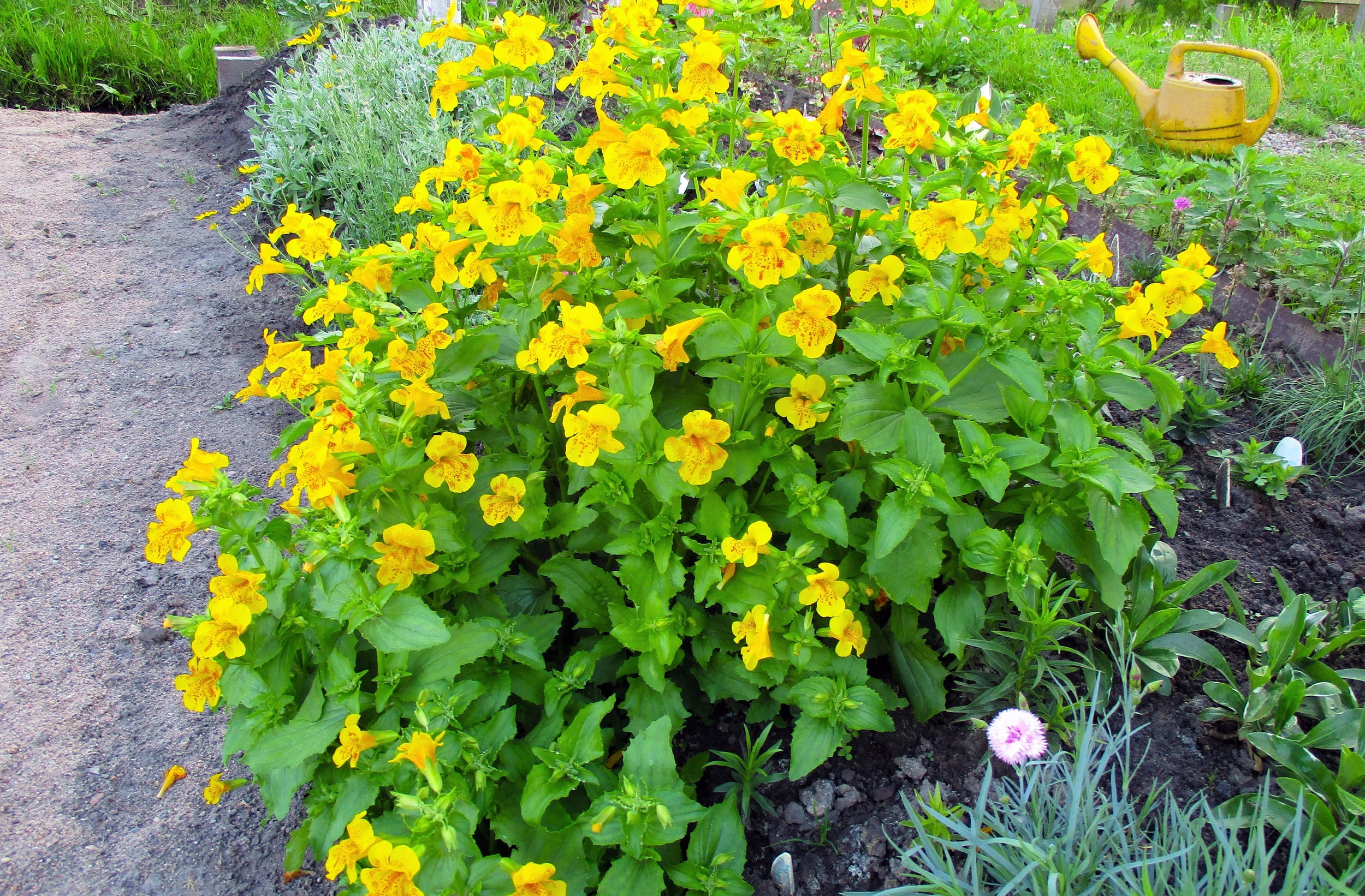 250 YELLOW MONKEY FLOWER Mimulus Grandiflorus Perennial Flower Seeds