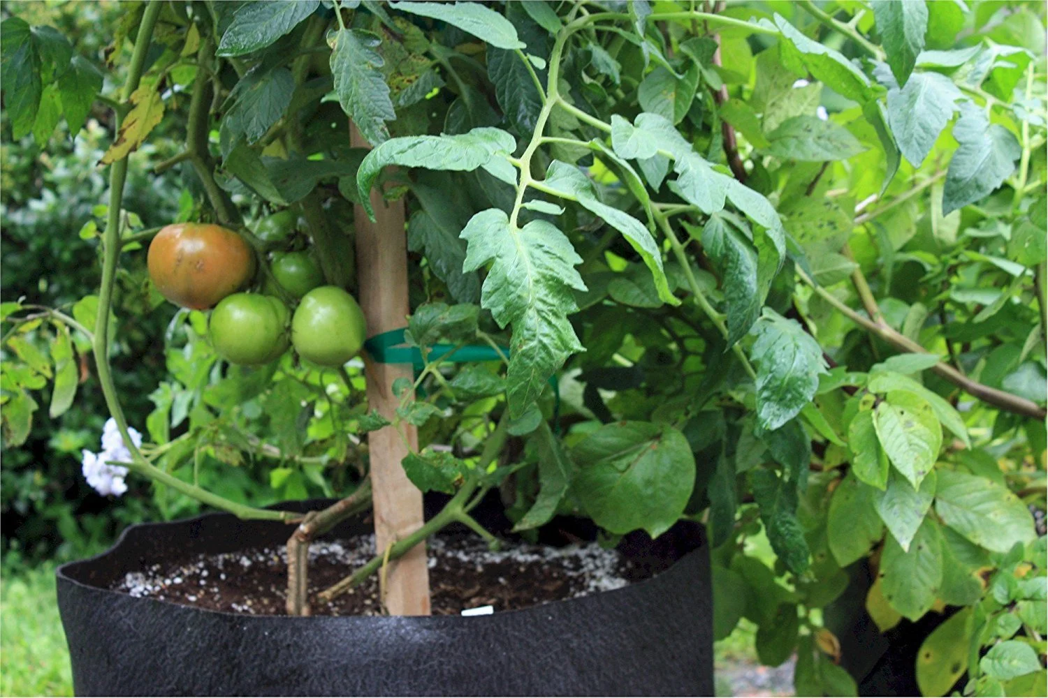 SMART POT 15 Gallon Fabric Grow Bag - Natural