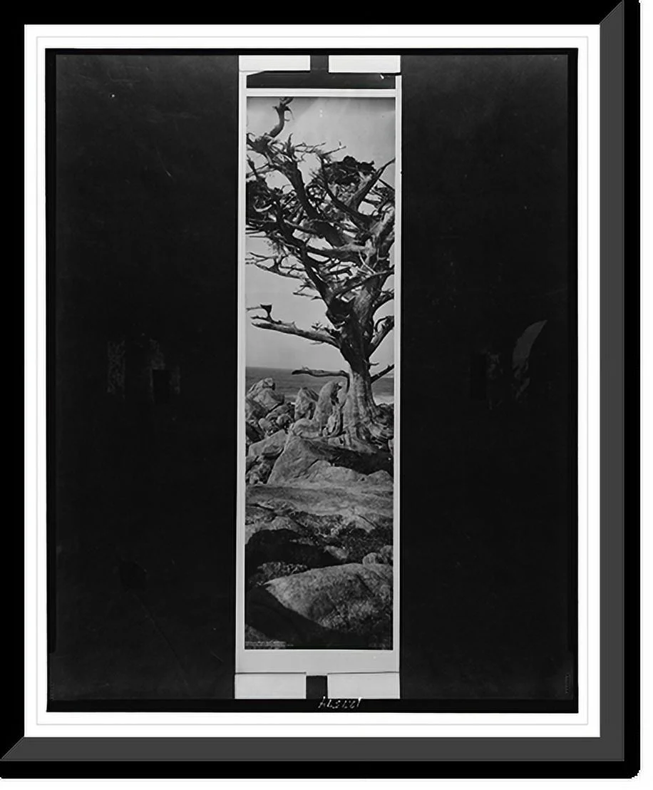 Historic Framed Print, The old cypress tree, Monterey, 17-7/8