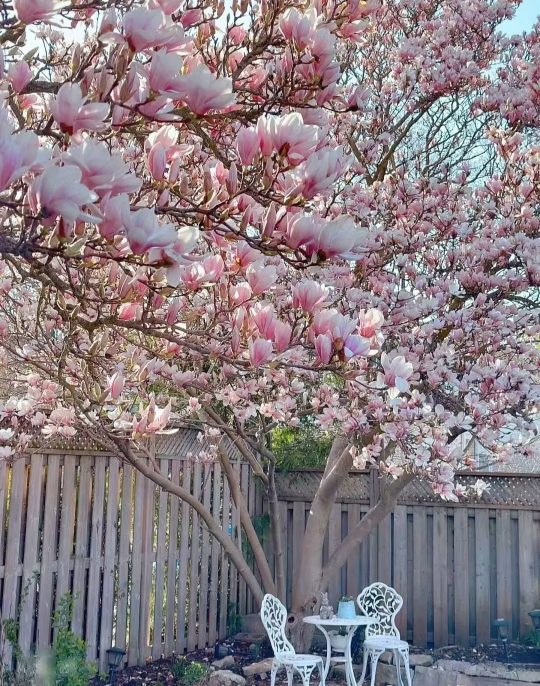 20 Magnolia Tree Seeds Saucer Mix Pink/White Flowers Chinese Magnolia