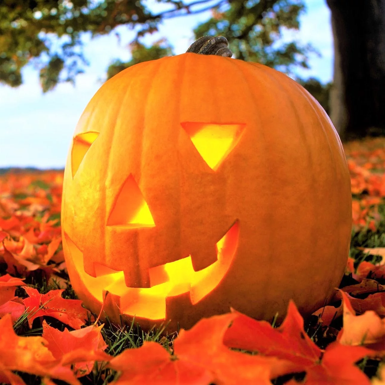 TomorrowSeeds - Jack-O-Lantern Pumpkin Seeds - 20+ Count Packet - Patch Pumpkins Field Carving Winter Squash Fall Garden Vegetable Seed For 2024 Season