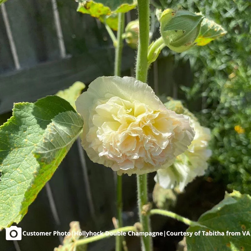 Hollyhock Seeds - Majorette Double Champagne - 1 Ounce - Pink Flower Seeds,  Heirloom Seed  Attracts Bees, Attracts Butterflies, Attracts Hummingbirds, Attracts Pollinators, Easy to Grow & Maintain