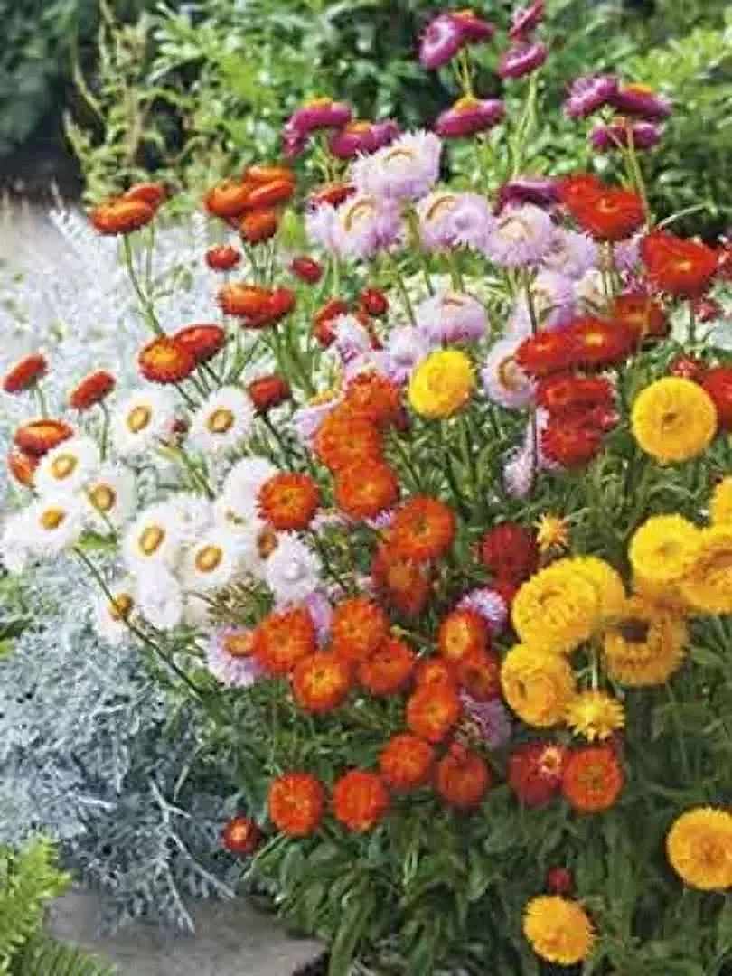 200 Strawflower Tall Mixed seeds