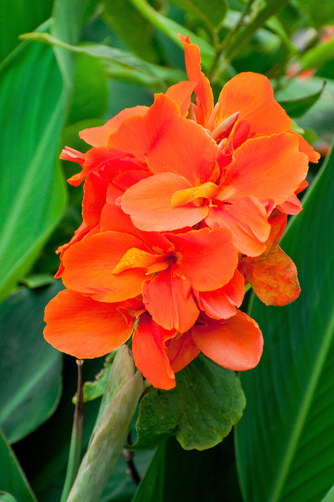 5 ORANGE CANNA LILY Indian Shot Arrowroot Canna Indica Flower Seeds *Flat S/H
