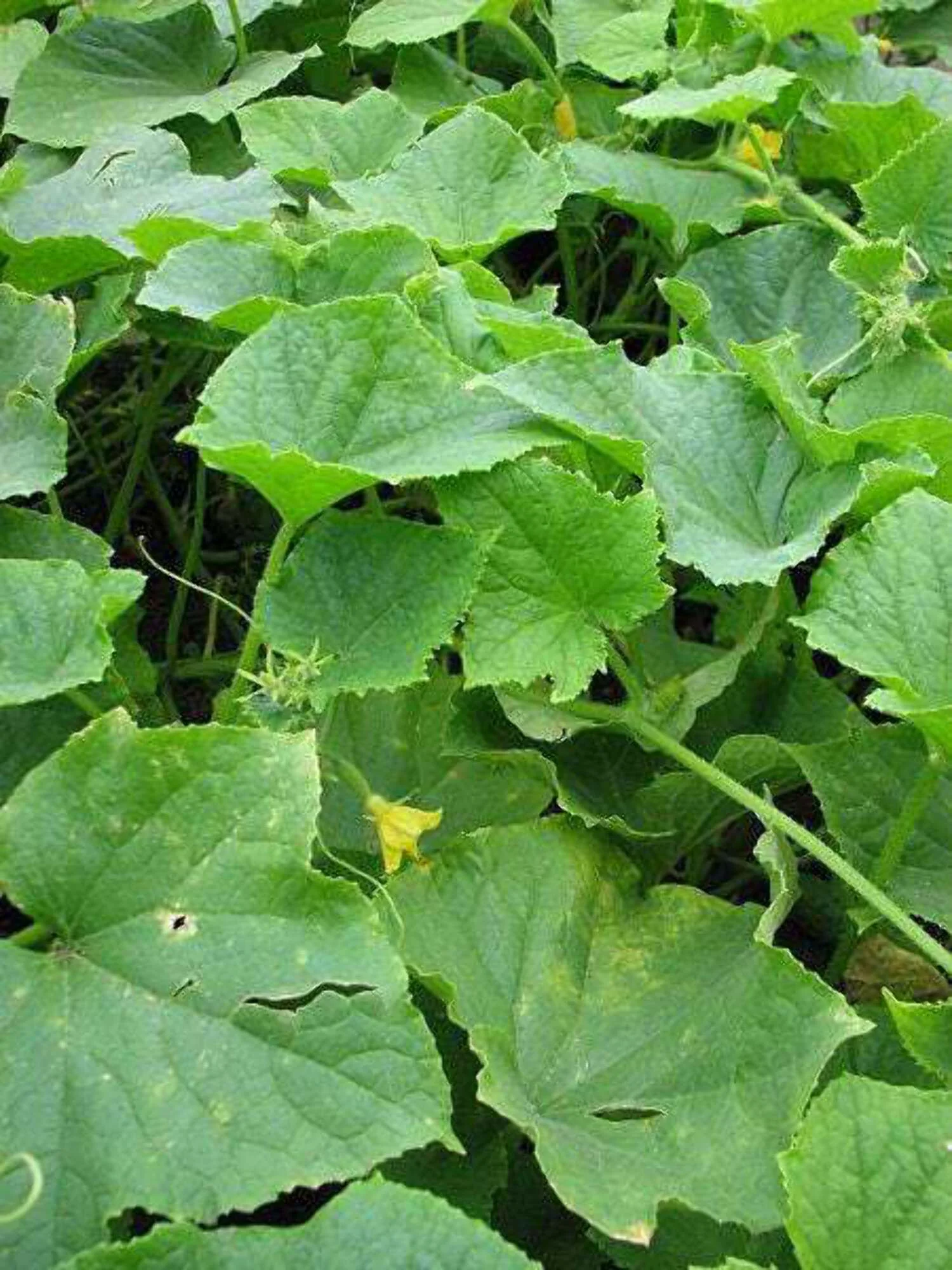 150 Seeds BOSTON PICKLING CUCUMBER Heirloom Cucumis Sativus Fruit Vegetable Seeds