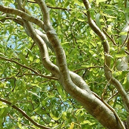 10 Corkscrew Willow Tree Cuttings Leaves and Branches Curl Very Distinctly