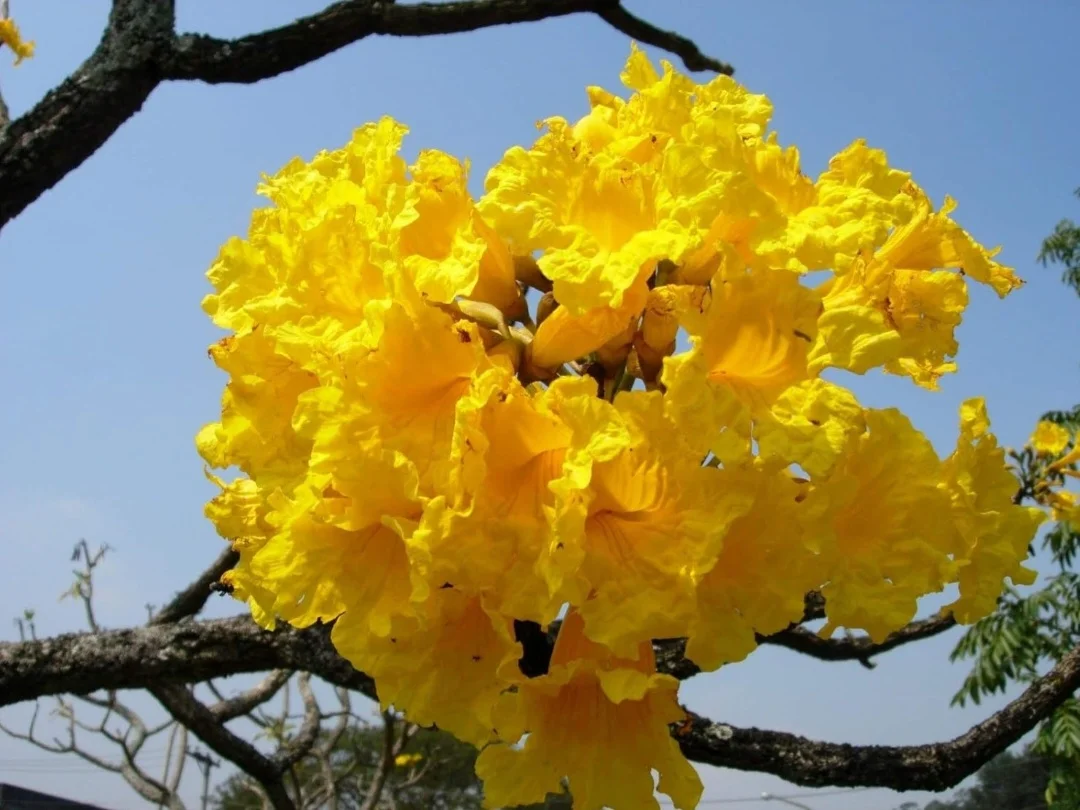 60 Seeds Golden Trumpet Handroanthus chrysotrichus Tabebuia Chrysantha Fresh 2024 Yellow