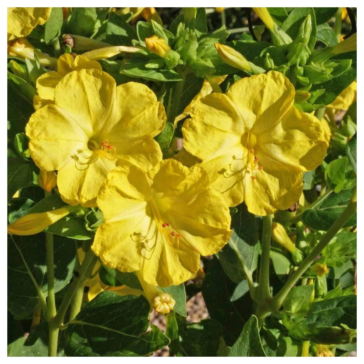 Everwilde Farms - 1/4 lb Yellow Four O Clock Garden Flower Seeds - Gold Vault Bulk Seed Packet