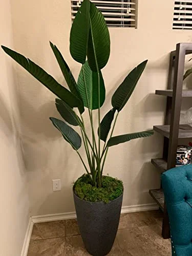 5' Bird of Paradise Plant in Plastic Pot Green (Pack of 2)