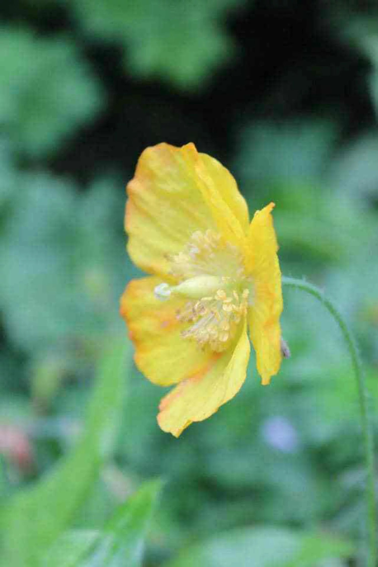 10 Seeds MIXED HIMALAYAN POPPY Blue Red Violet Meconopsis Napaulensis Mix Flower Seeds